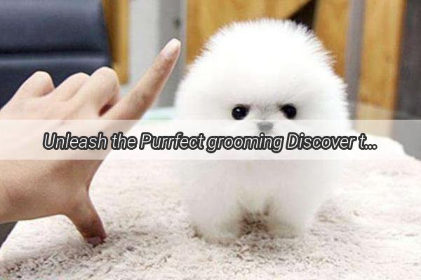 Unleash the Purrfect grooming Discover the Ultimate Slicker Brush Technique for Samoyeds